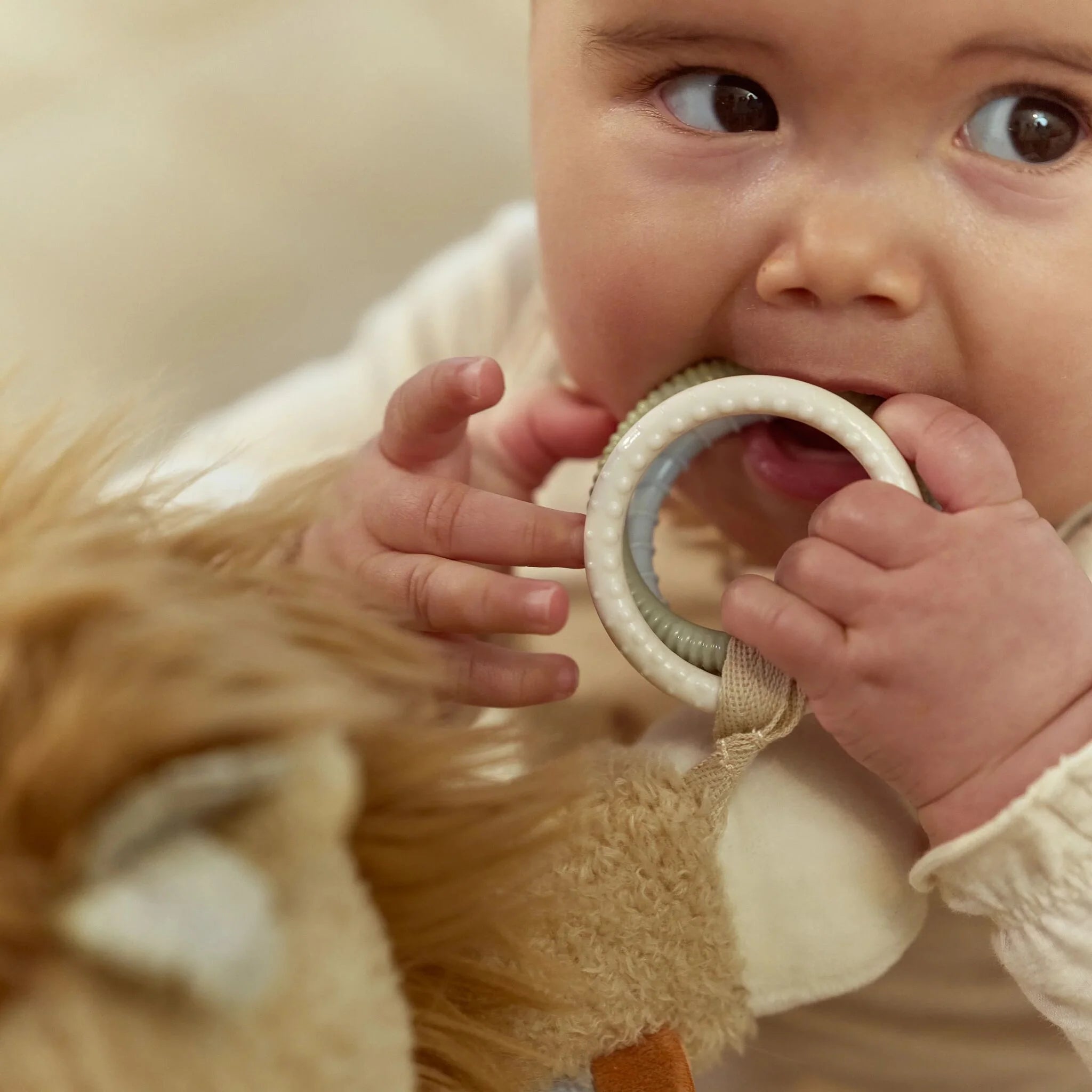 Peluche d’activités Lion – Little Dutch