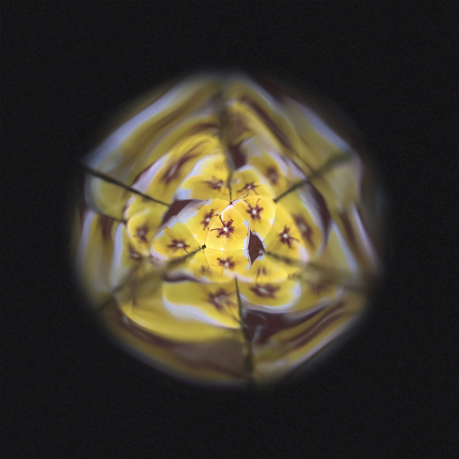 Kaleidoskop der Blumen – Erkundung
