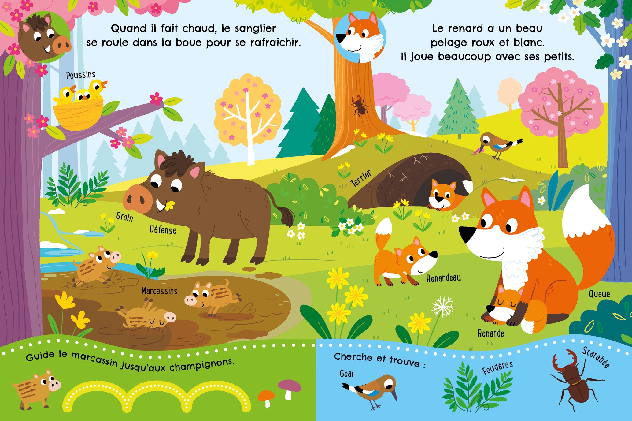 Ecoute, découvre et observe - La forêt
