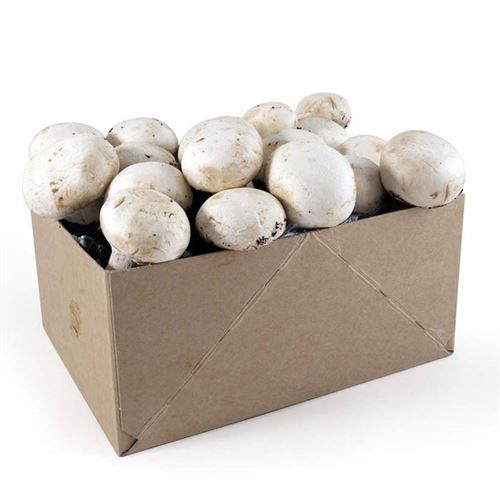 kit culture de champignons de paris pour enfants